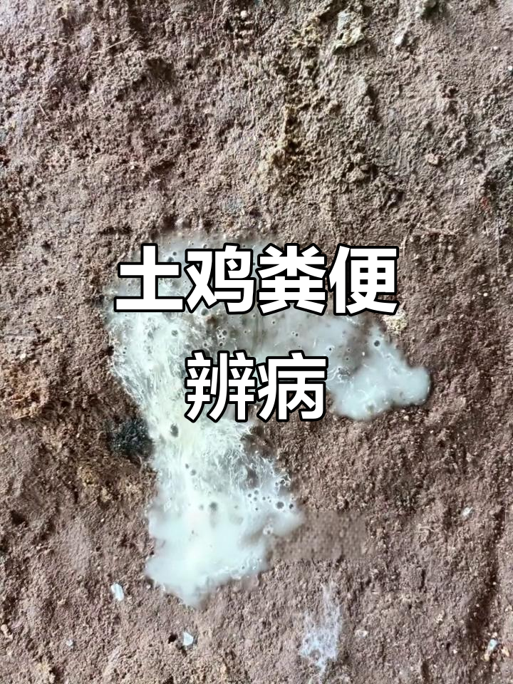 土鸡粪便颜色解析:从健康到疾病信号