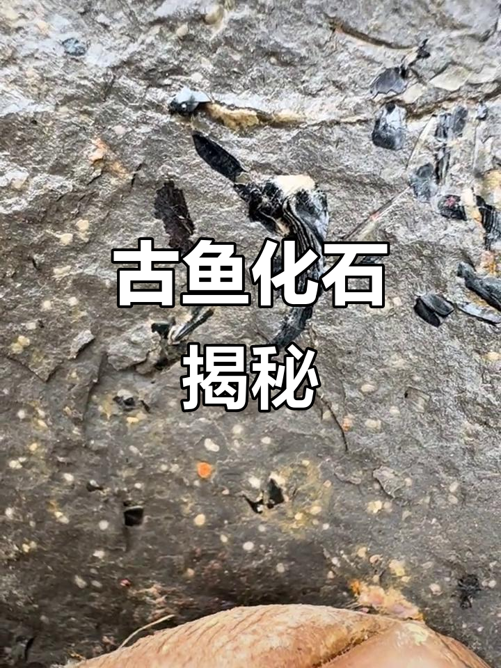六千五百万年前鱼化石揭秘,昆虫壳与鳃部遗迹