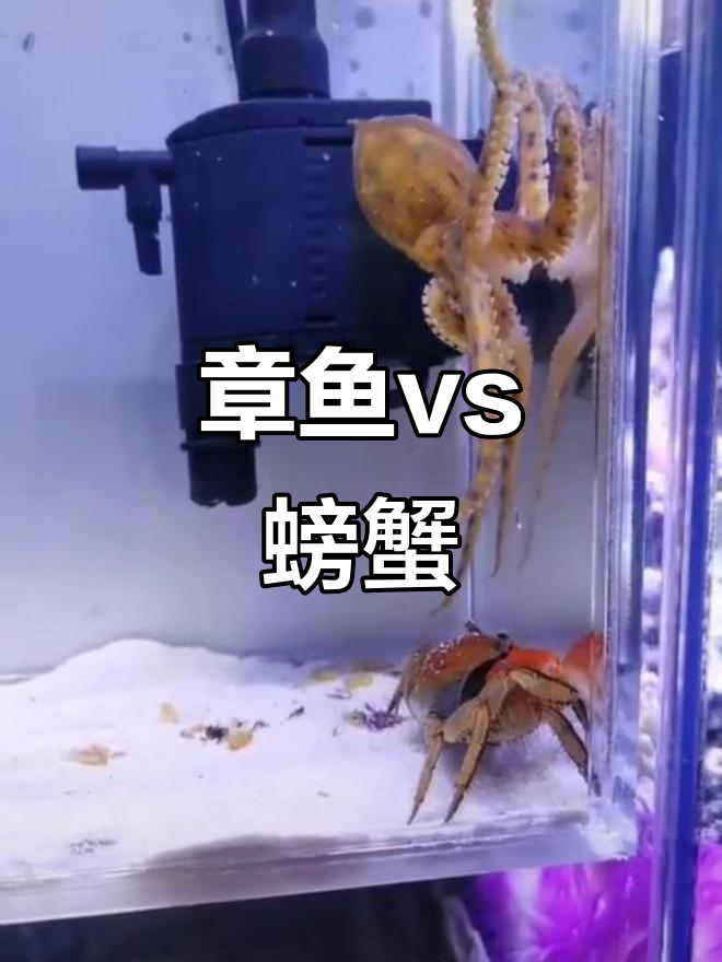 章鱼和螃蟹谁更强?一场海鲜对决!
