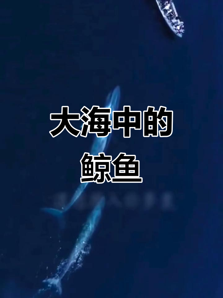 鲸鱼在大海中自由游动,震撼航拍画面