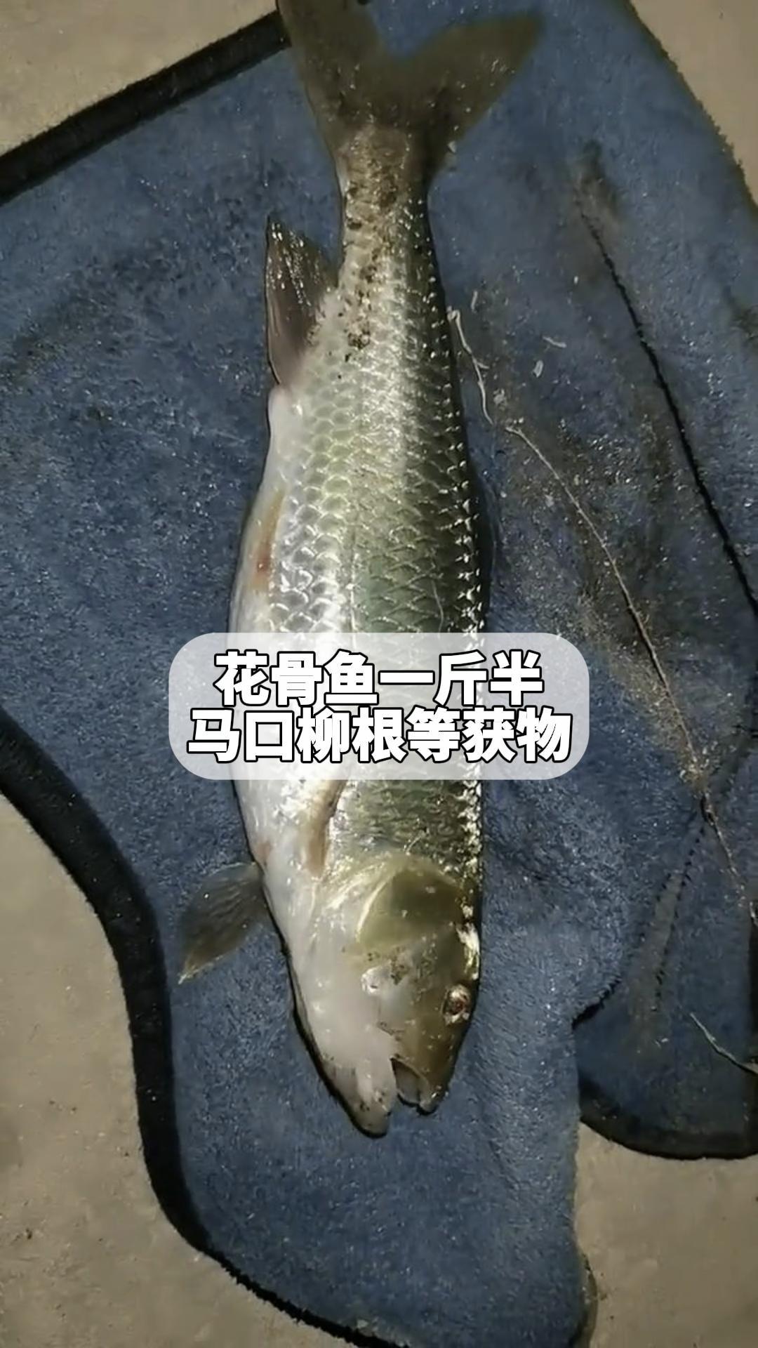 花骨鱼一斤半,马口柳根等获物