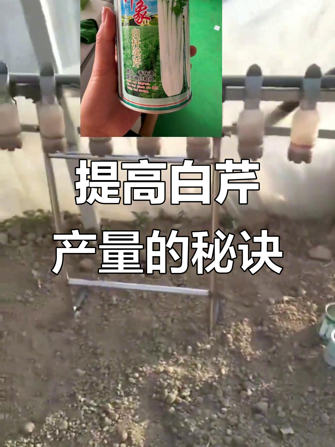 白芹种植技巧大揭秘,如何提高产量又薄又飘