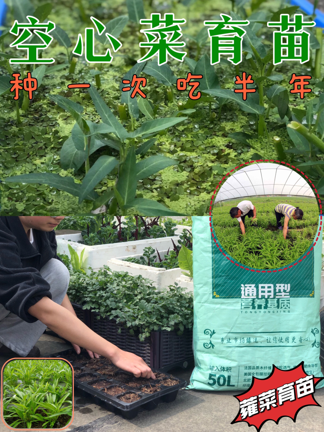 种一次吃半年!空心菜育苗教程来了,快安排!