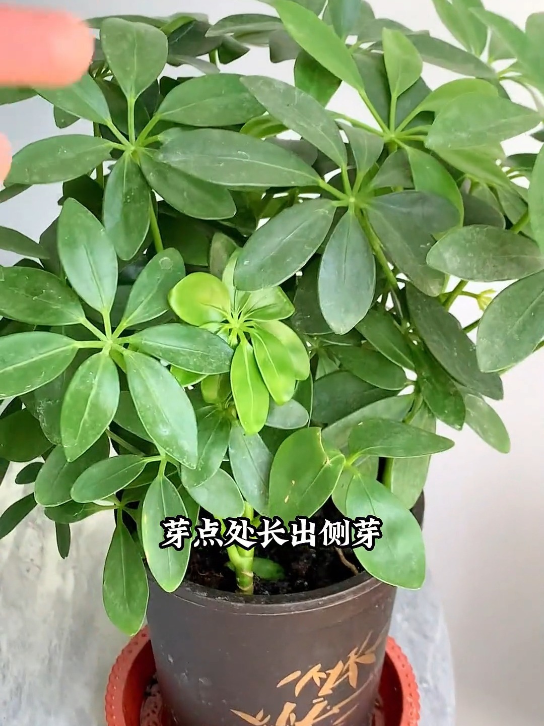 招财树什么时候修剪?