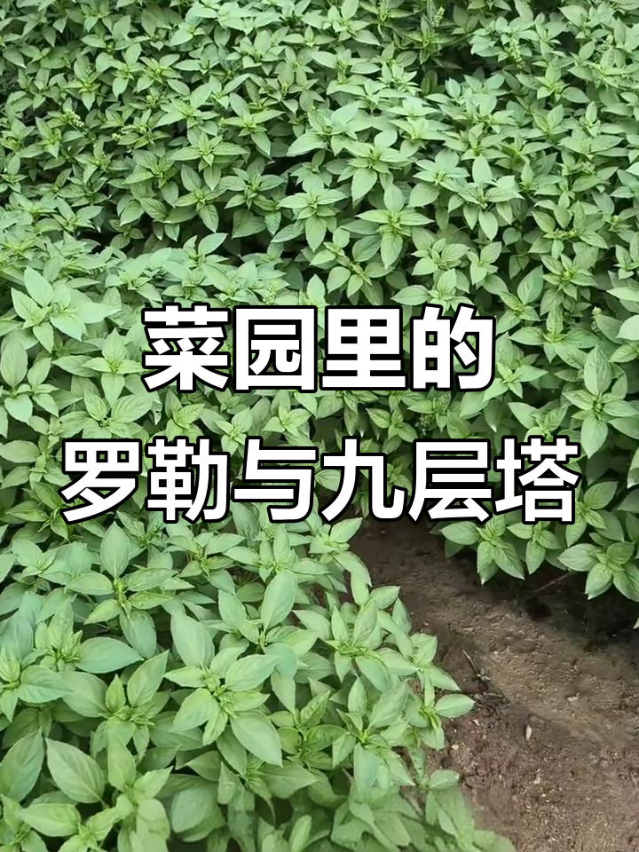 我的菜园子:从罗勒到九层塔,种植心得大公开