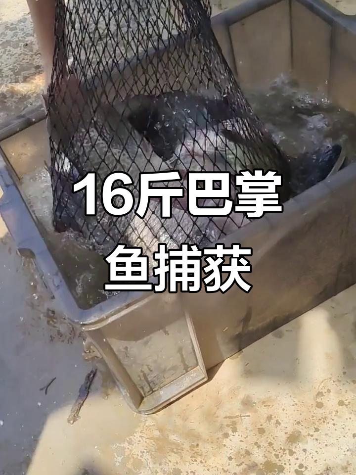 北京镇大北景钓场,16斤巨型巴掌鱼惊现!
