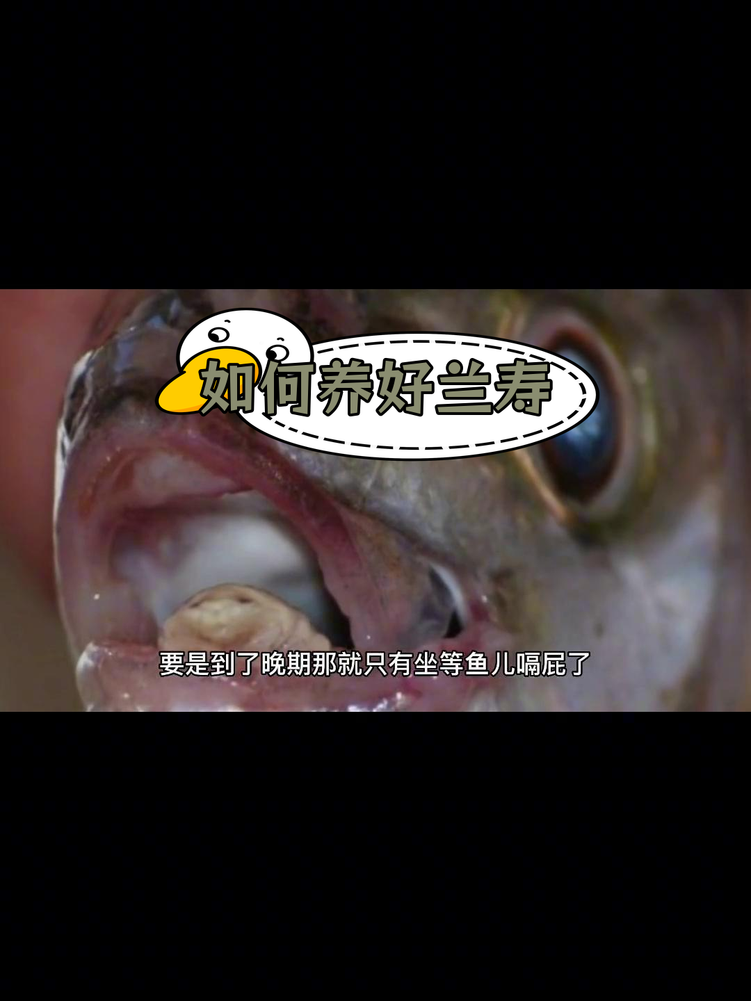 兰寿金鱼细菌性烂鳃病的治疗与预防