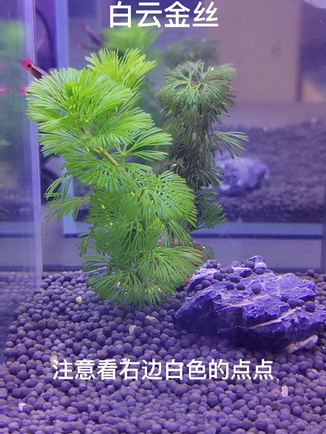 一大早,白云金丝鱼产卵啦,来来回回十几次