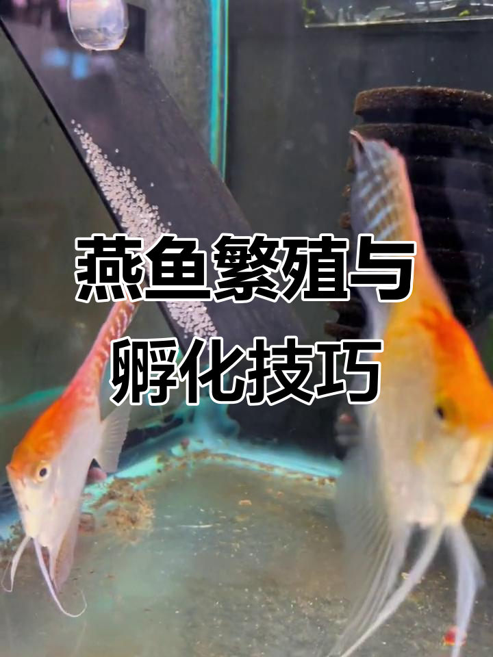 燕鱼产卵后如何孵化?新手必看步骤