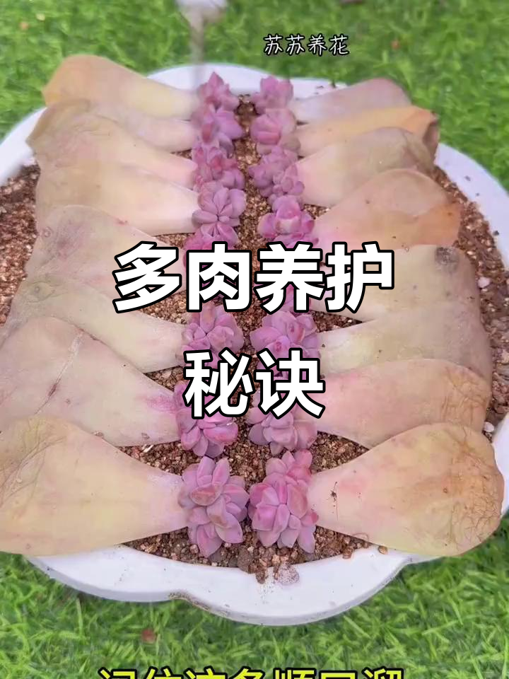 养好多肉植物，记住这些口诀轻松搞定