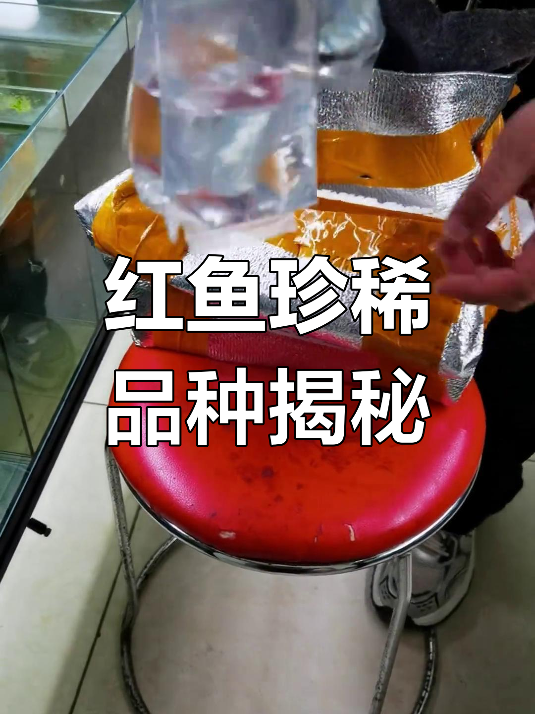 稀有红鱼来袭,马金塔冠尾惊艳登场