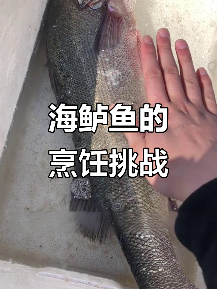 野生海鲈鱼炖汤红烧皆美味,处理起来稍显麻烦