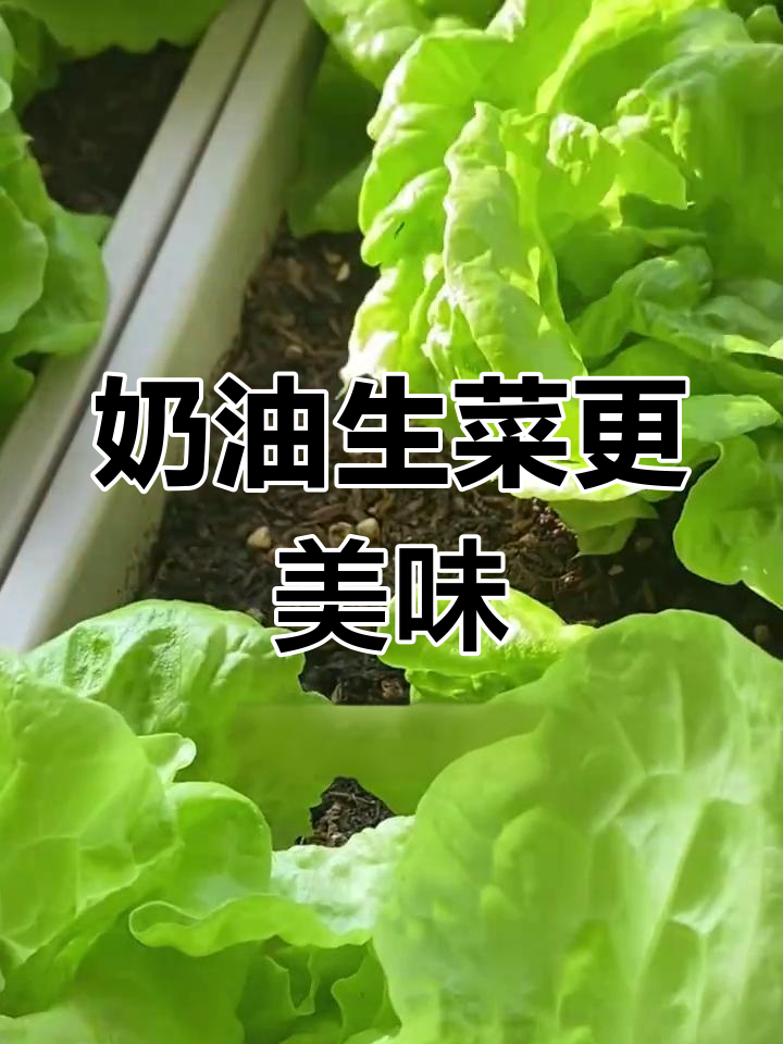 阳台种菜,奶油生菜的口感远超普通生菜!