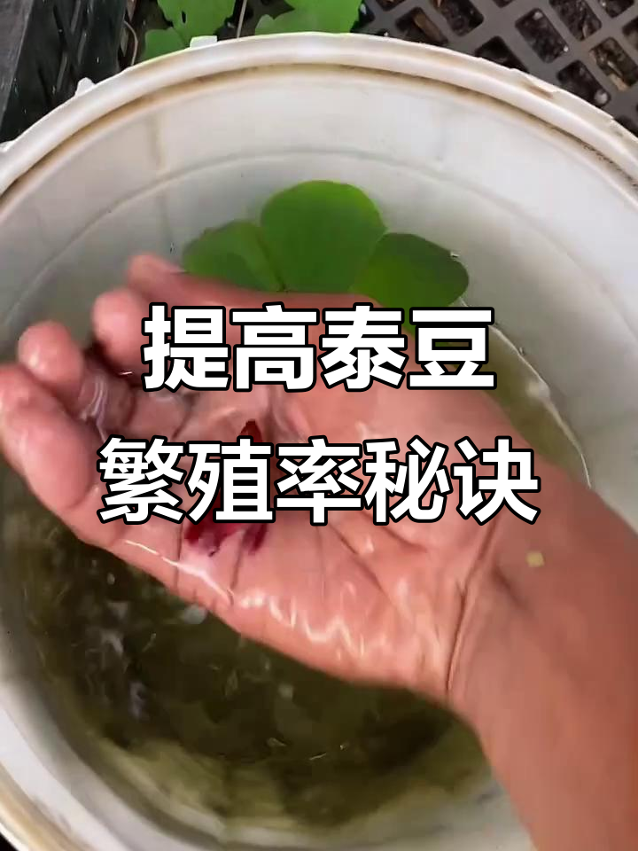 泰国斗鱼繁殖技巧大揭秘,提高成功率的关键要点