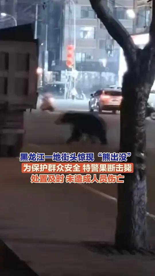 10月23日(报道),黑龙江宝清县城区惊现黑熊进城,为保群众安全,特警果断击毙处置。