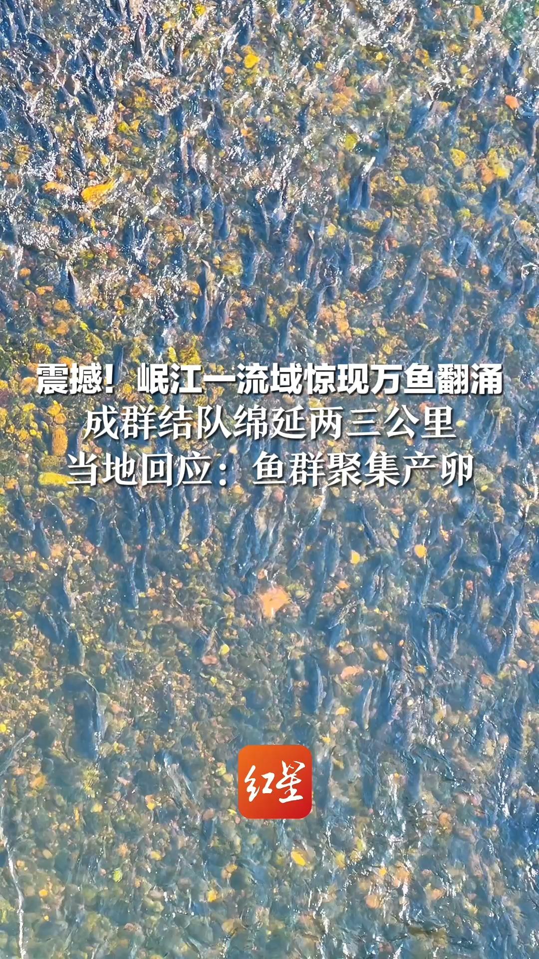 震撼！岷江一流域惊现万鱼翻涌 成群结队绵延两三公里 当地回应：鱼群聚集产卵