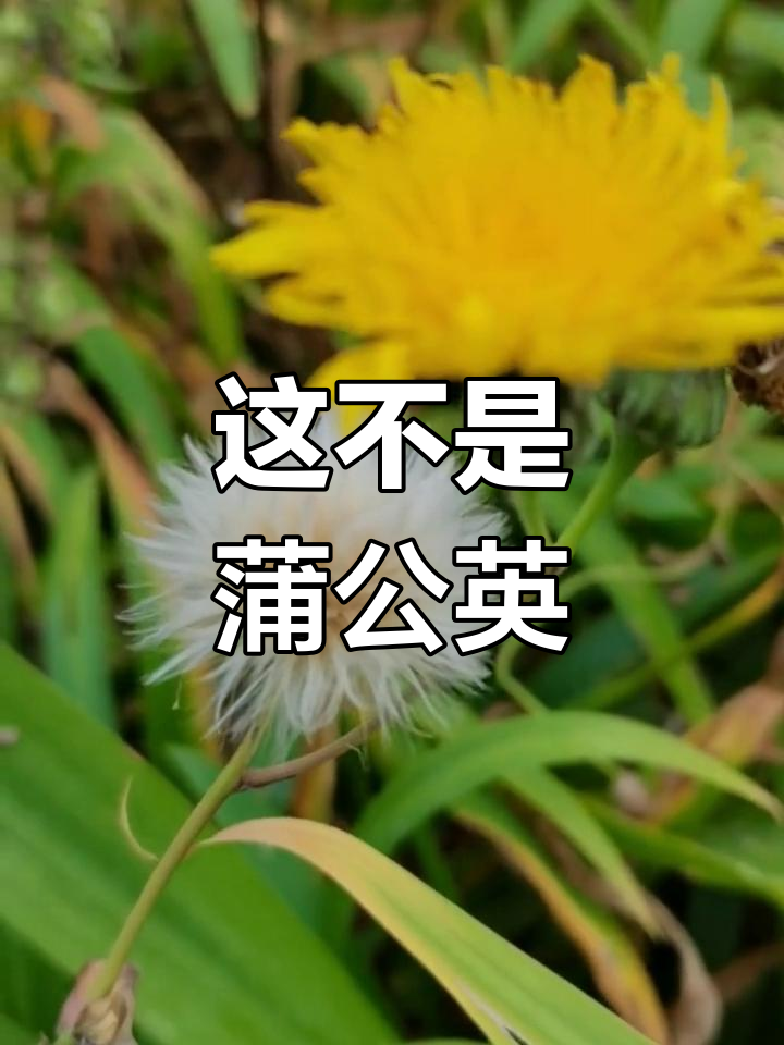 这不是蒲公英!野生的苦苣菜你见过吗?