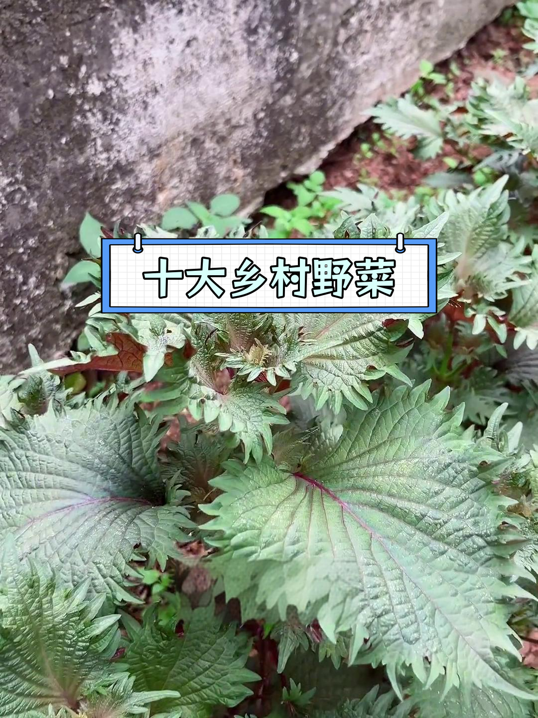 农村常见野菜大盘点,你吃过几种?