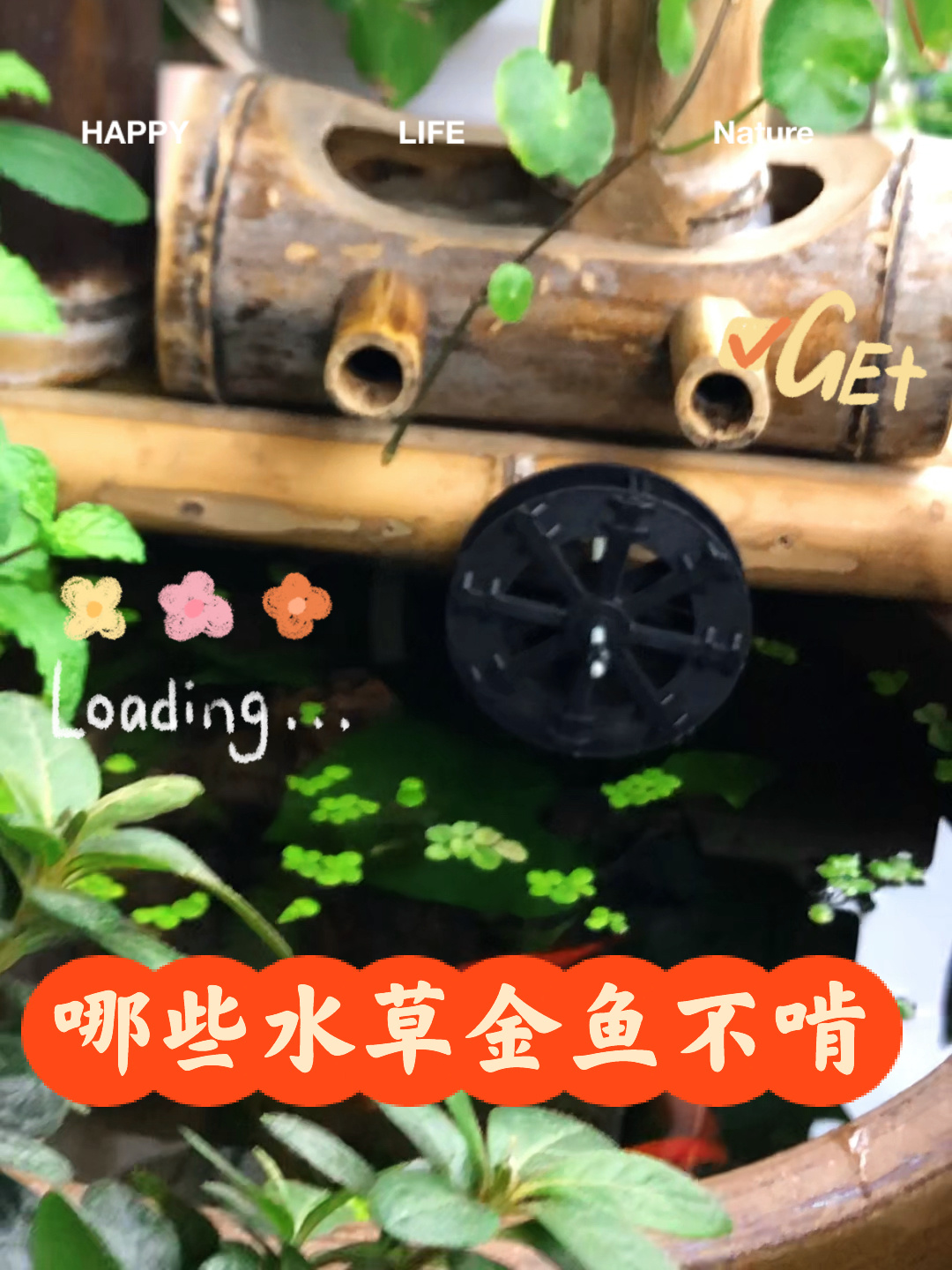 以身试法|哪些水草 金鱼不会啃?