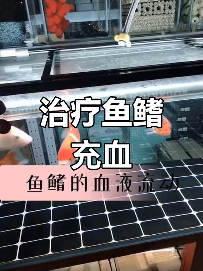鱼鳍充血治疗全攻略,欢迎指正!