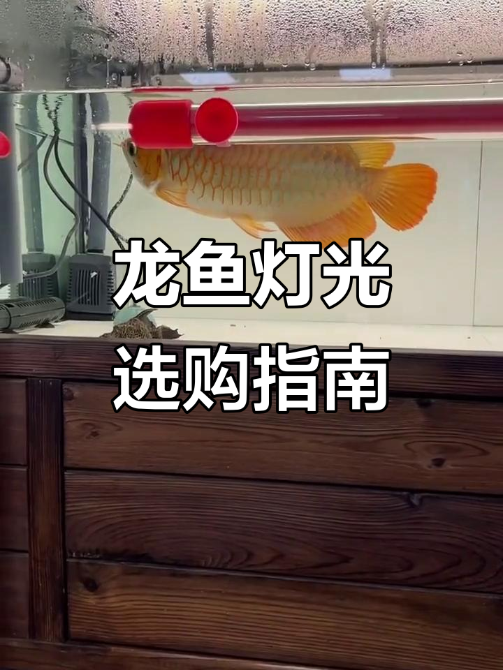 龙鱼灯光选择技巧:侧灯与顶灯如何搭配使用