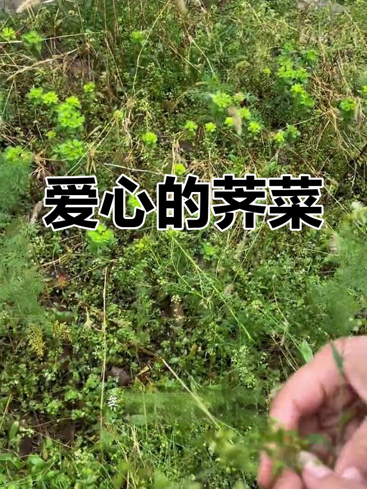 荠菜:爱心草的浪漫故事,你的家乡有吗?