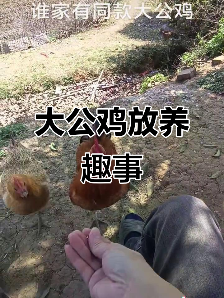 农村大公鸡散养日常,红领巾快跑!