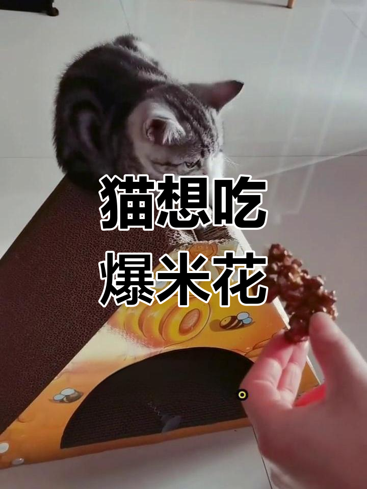 小猫咪被爆米花吸引,太可爱了