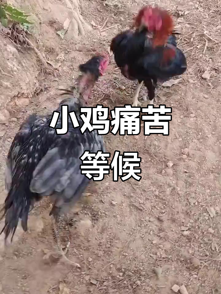 等待十分钟后,腿依然疼痛难忍,五个月大的小鸡受苦了