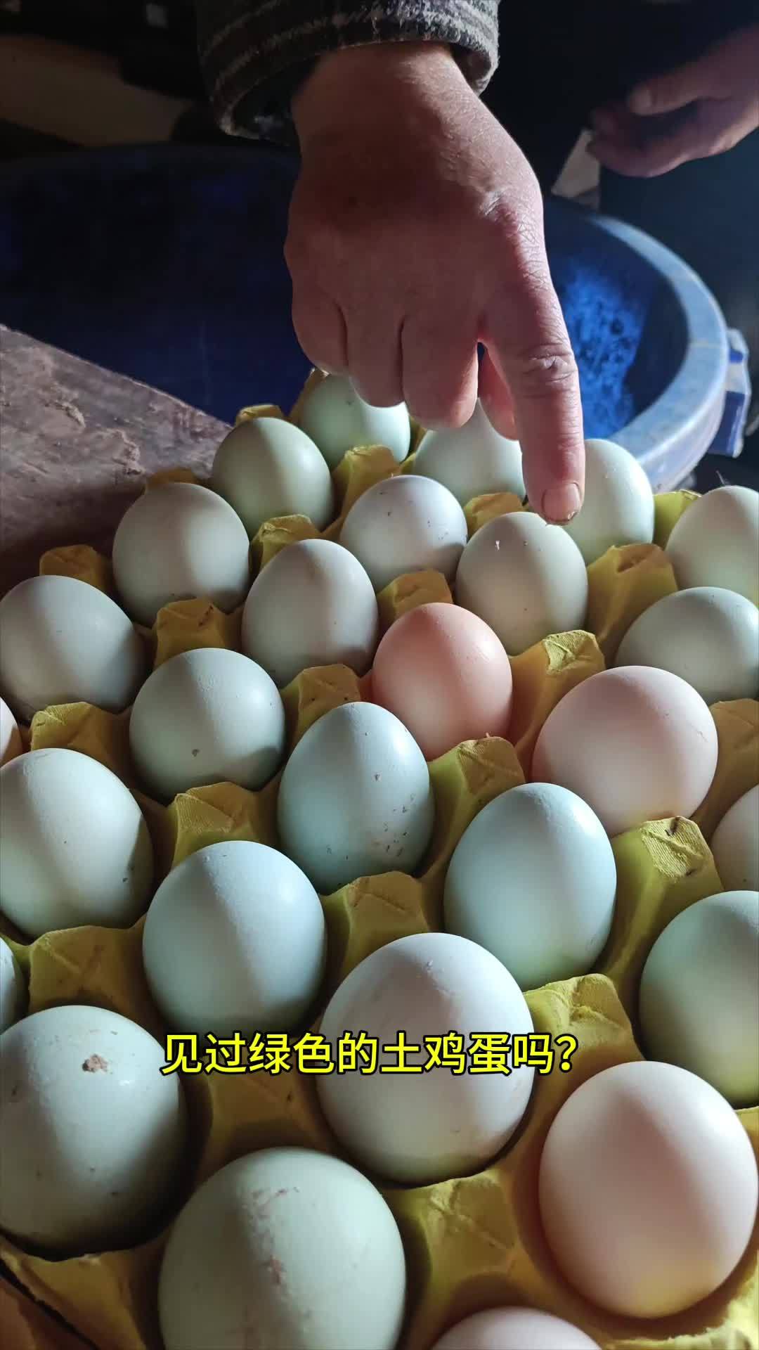 五黑鸡下的蛋就是绿色的哦,我们的鸡大部分都是散养五黑鸡,吃的都是五谷杂粮。五黑鸡 土鸡蛋 