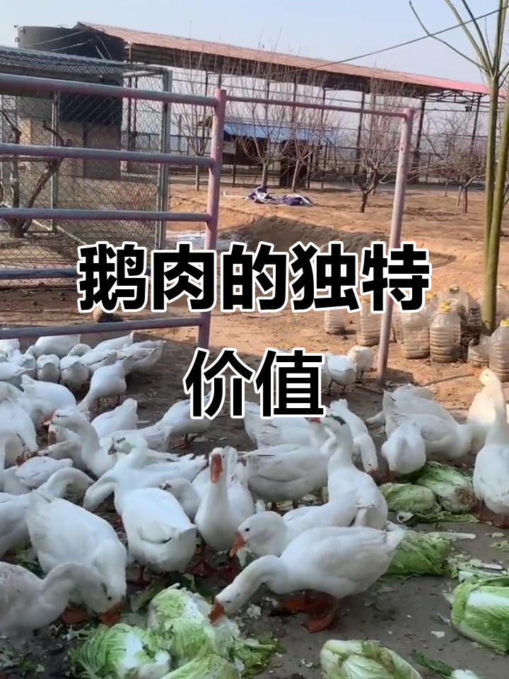 鹅肉营养丰富,蛋白质高脂肪低,是健康美味的选择