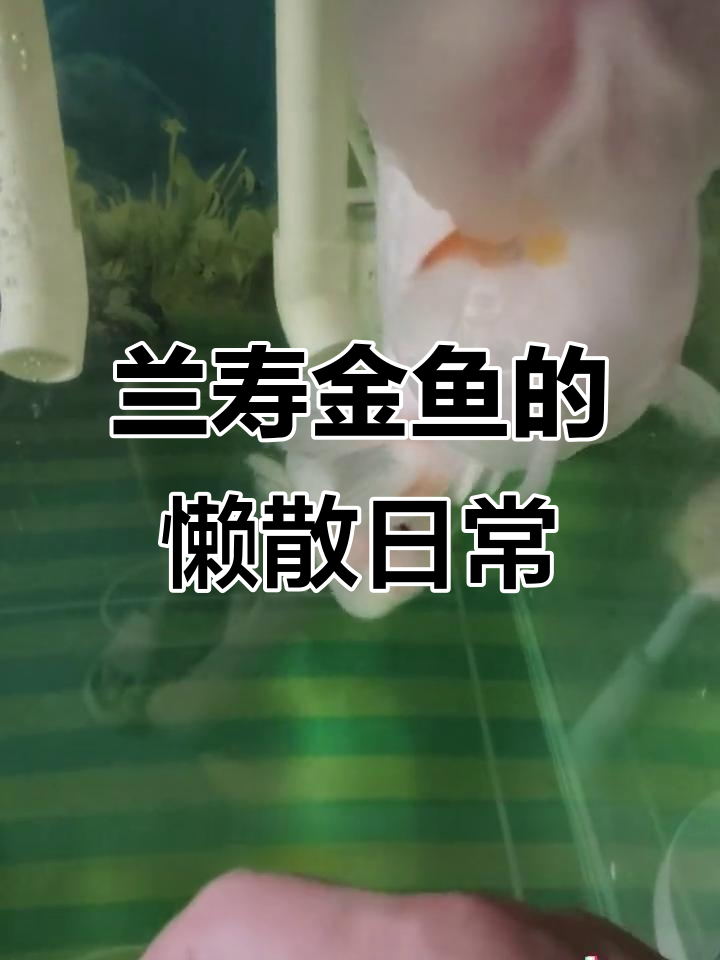 兰寿金鱼每天除了吃就是睡,简直像小猪一样可爱