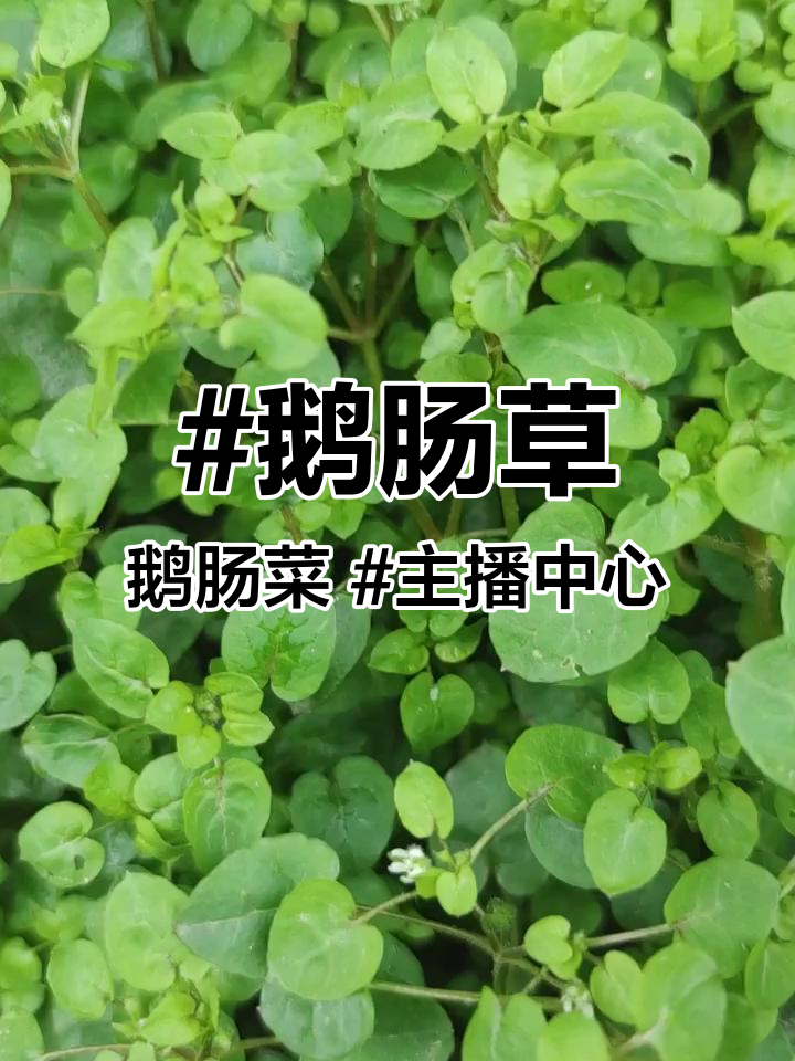 鹅肠草,鹅肠菜 主播中心