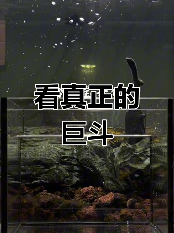 巨型泰国斗鱼揭秘,将军与普通五厘米的差距