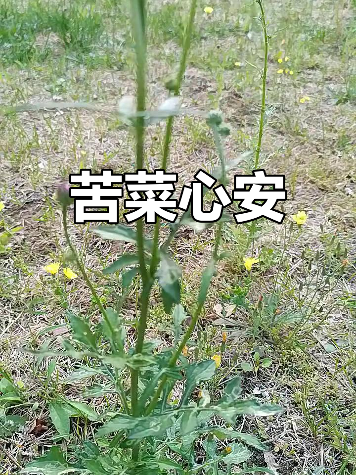 紫花苦菜:味苦却安心,生活中的小确幸