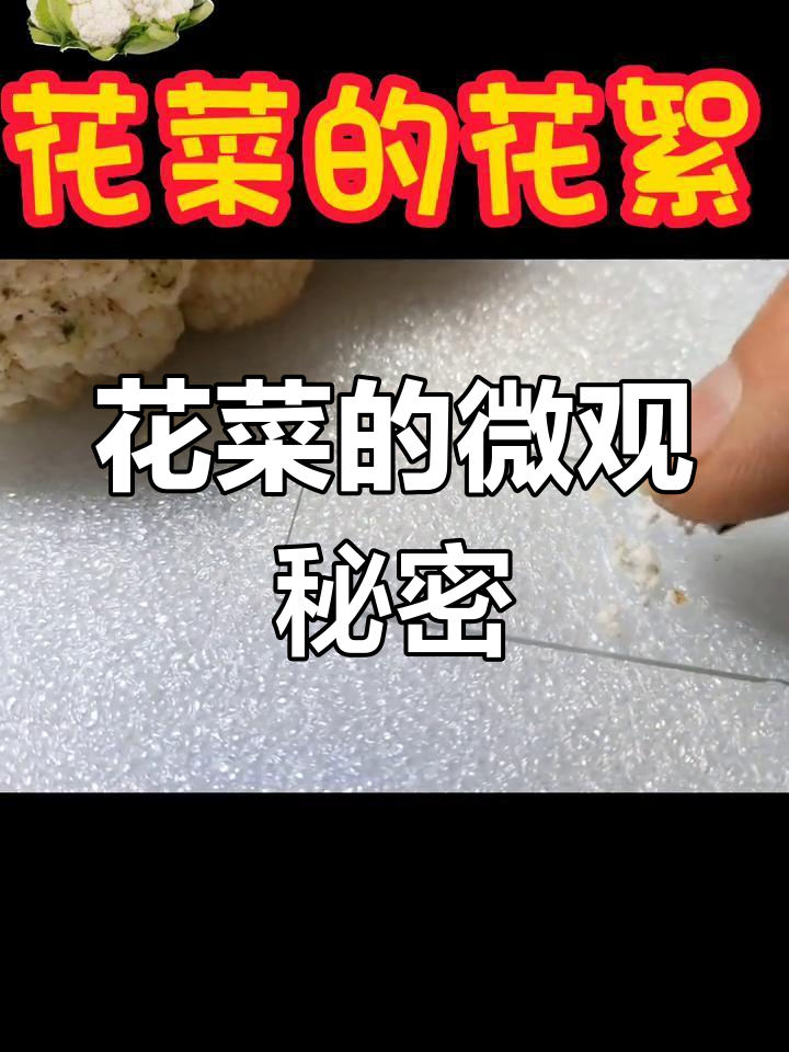 显微镜下的花菜世界