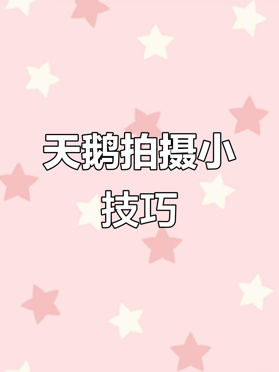 拍摄天鹅时如何避免过曝?试试这种引导技巧让画面更有趣