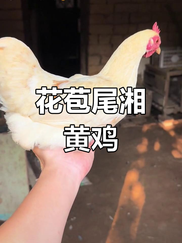 罕见花苞尾湘黄鸡,美丽非凡,已开始产蛋!