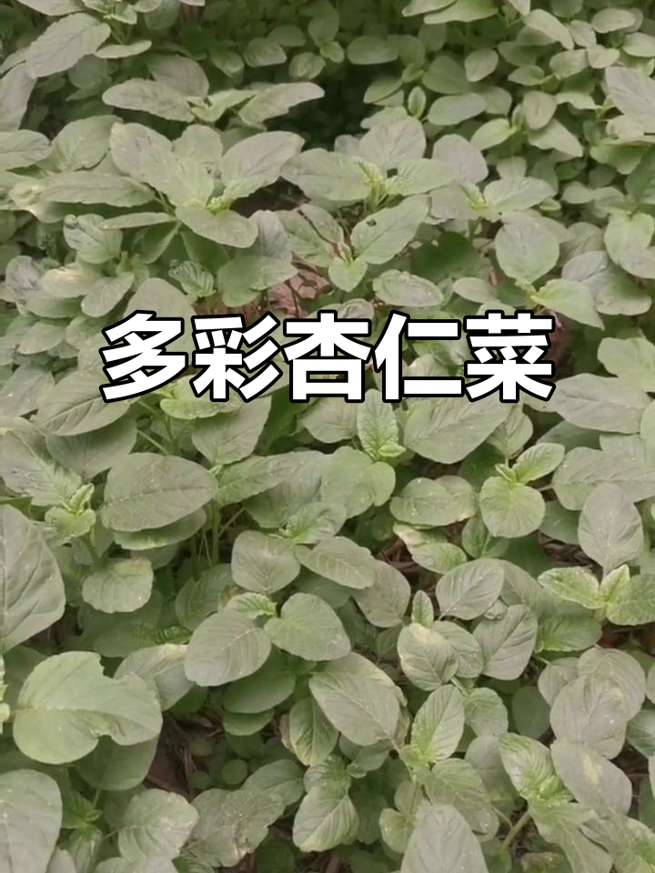 杏仁菜多种做法,凉拌炒食皆宜,口感独特