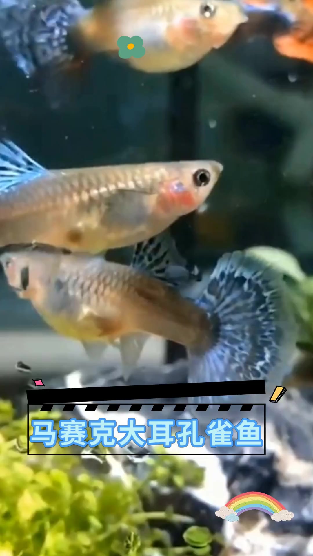 马赛克大耳孔雀鱼