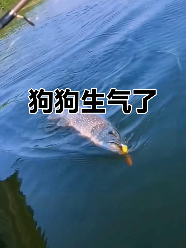 大狗脾气暴躁,钓鱼假人逗得它怒气冲天