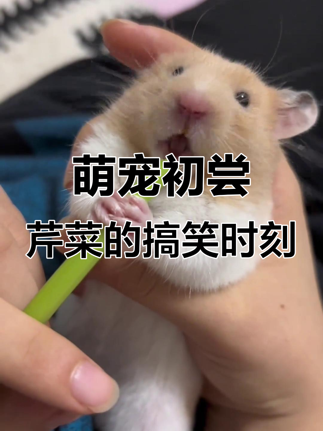 小老鼠第一次尝试芹菜，表情太搞笑了！
