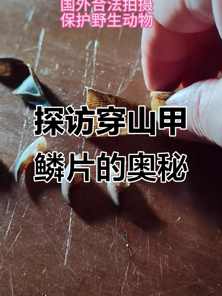 揭秘穿山甲鳞片:细致结构与保护野生动物的重要性