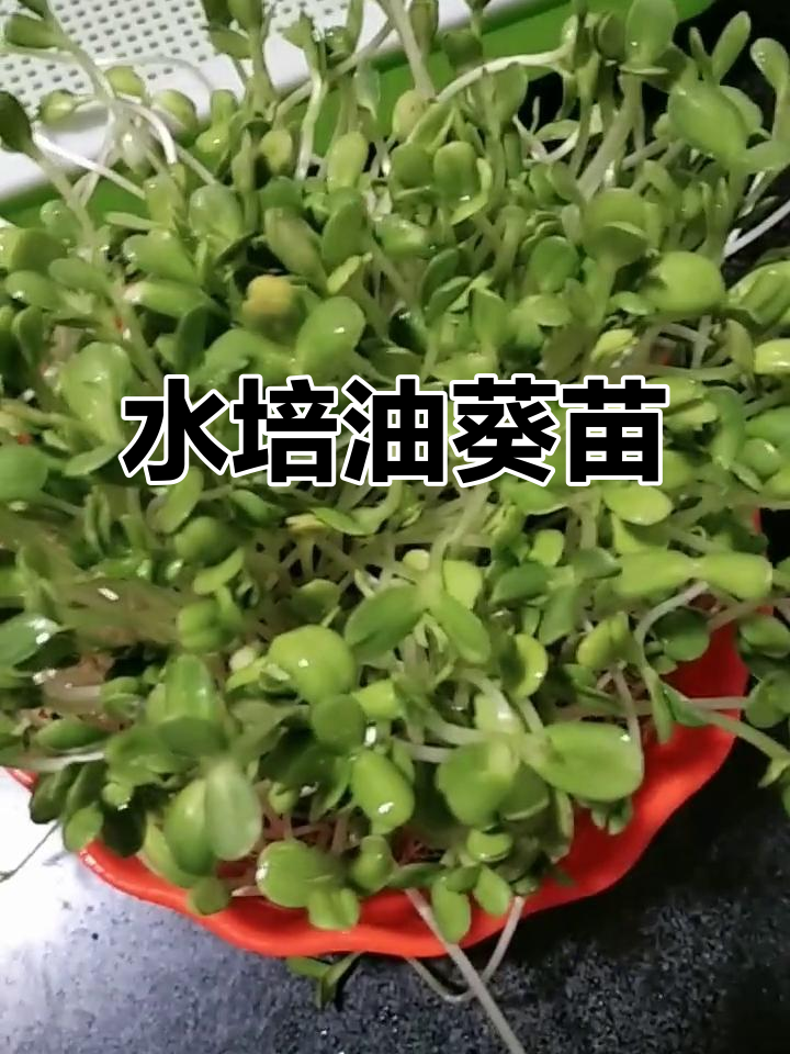 用油葵苗做菜,简单又美味!水培芽苗菜的种植技巧