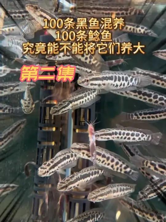 100条黑鱼混养100条鲶鱼,究竟能不能将它们养大