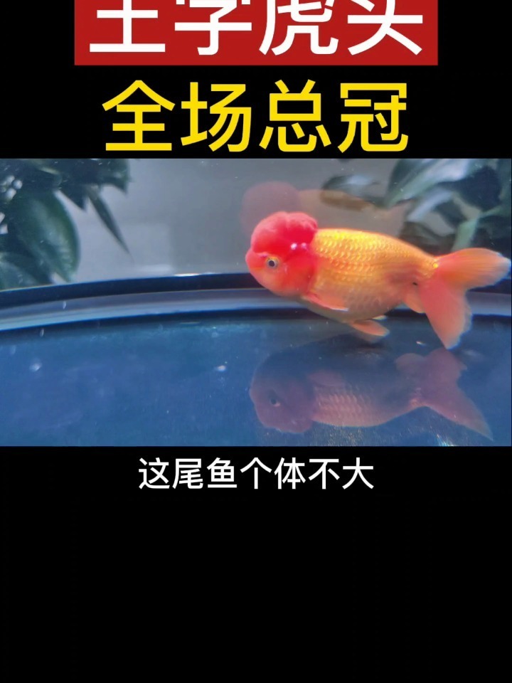 中国金鱼大赛全场总冠,王字虎头金鱼