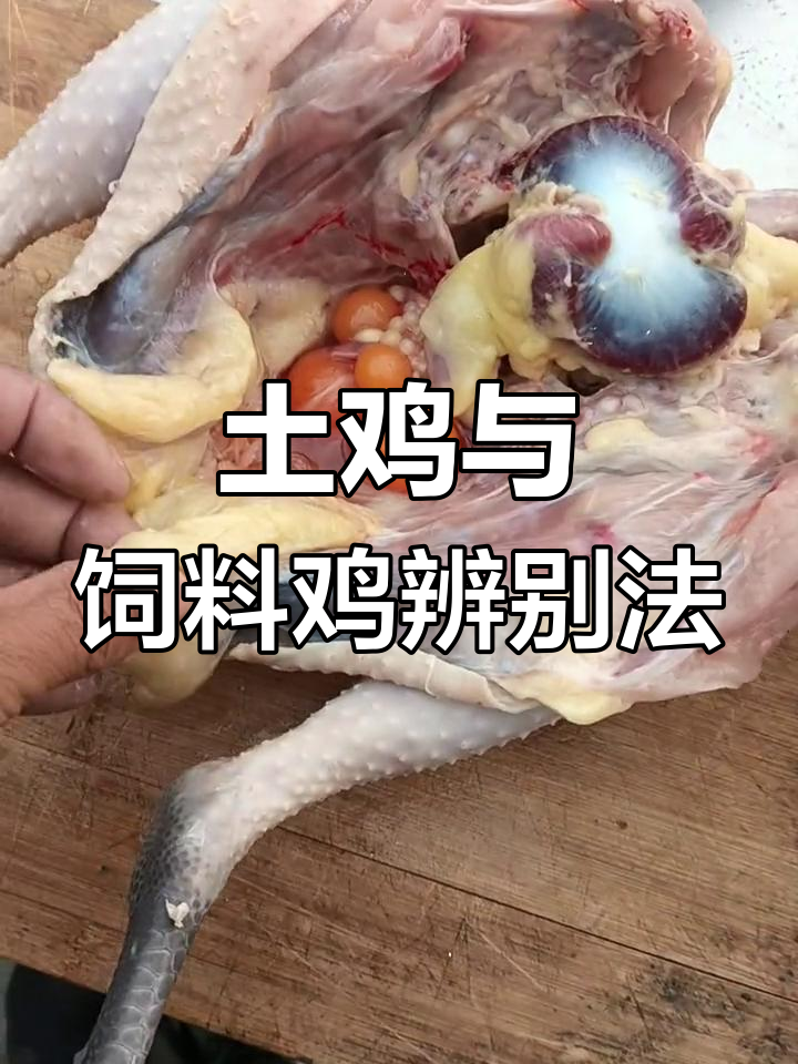 土鸡胗大,饲料鸡胗小,吃五谷才是正宗