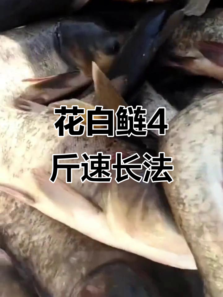 花白鲢养殖秘诀:张老板用肥水668让鱼苗快速增重