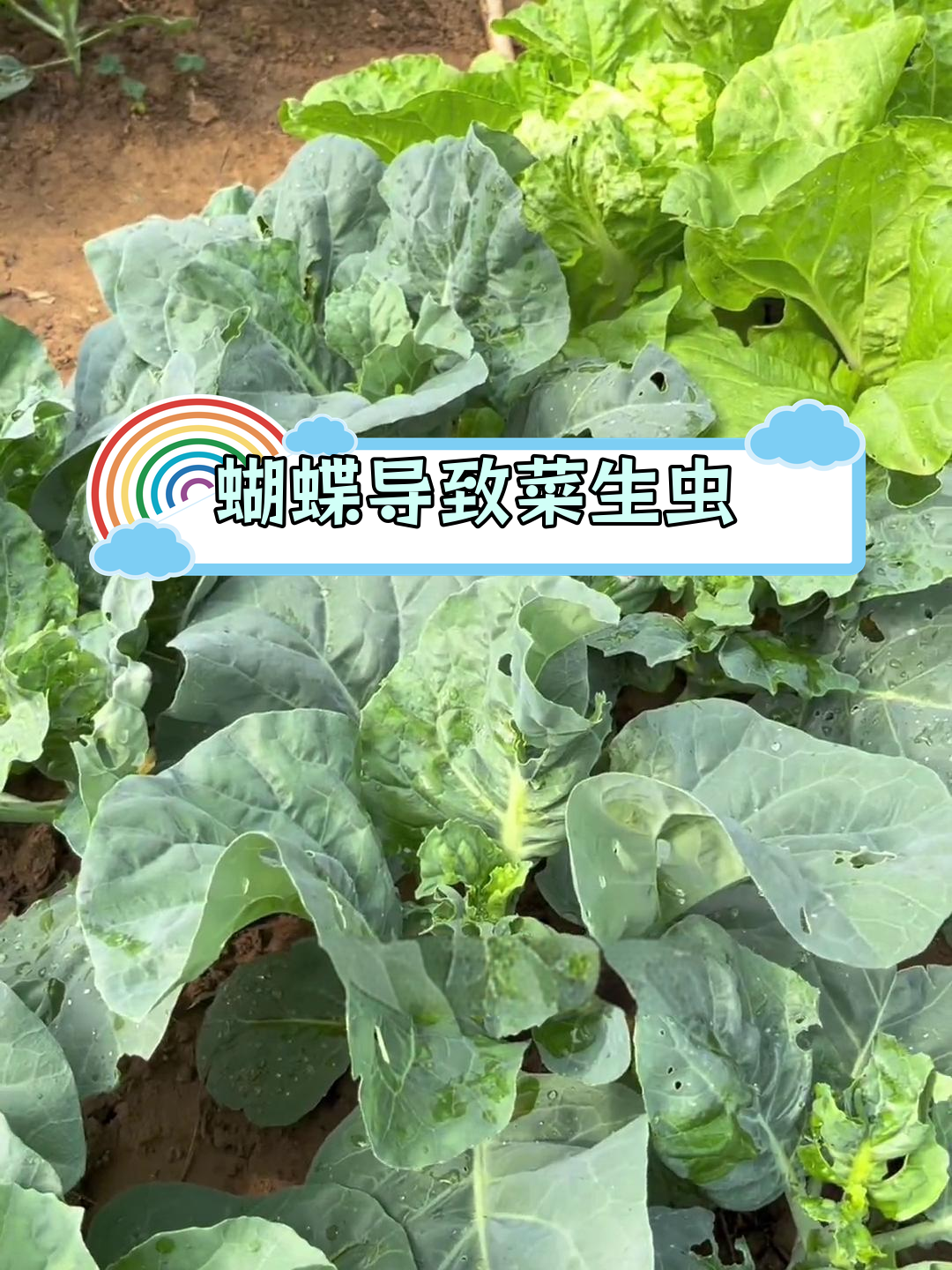 青菜生虫的罪魁祸首找到了,原来是它们在作祟