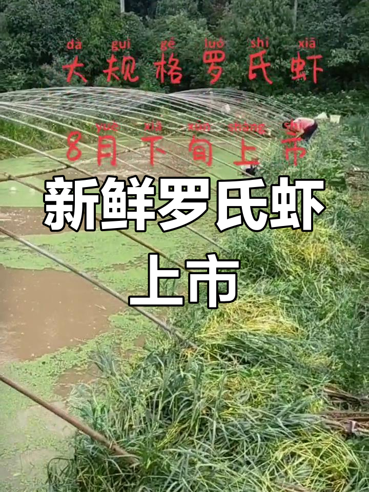 罗氏虾8月上市,海鲜爱好者必尝